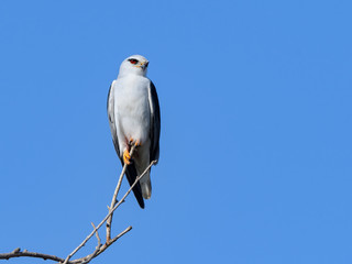 Black-winged Kite Portrait on Blue Sky