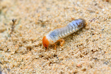 closeup of grub