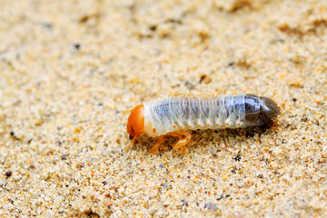 closeup of grub