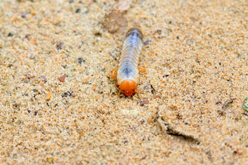 closeup of grub