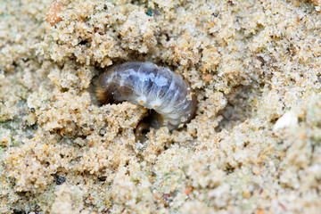 closeup of grub