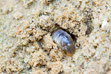 closeup of grub