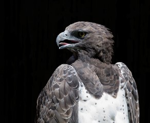 Obraz premium Martial eagle