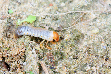 closeup of grub