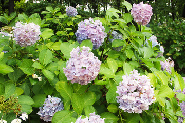 Shrubs tender blue hydrangea with a blue heart delicate petals in green leaves, bud consists of small inflorescences. Beautiful fragrant flower.