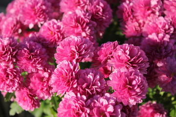 purple chrysanthemum flowers