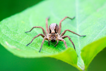 spider