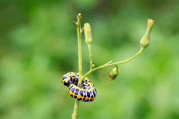 Lettuce winter moth on green leaf