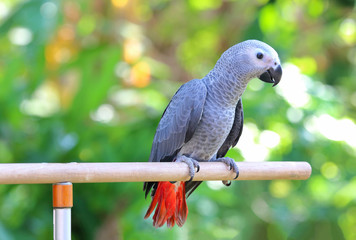 African Grey Parrot perched on a branch.