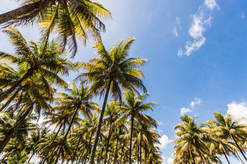 branches of coconut palms under blue sky with syn - obrazy, fototapety, plakaty