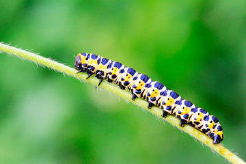 Lettuce winter moth on green leaf