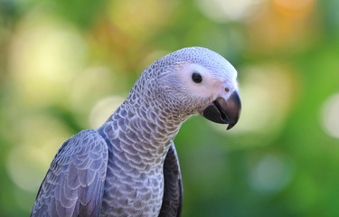 African grey parrot head close-up looking
