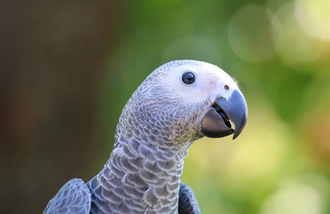 Obraz premium African grey parrot head close-up looking