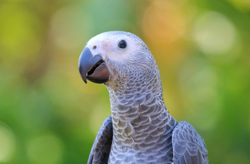 African grey parrot head close-up looking