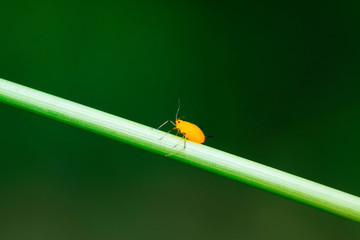 aphid