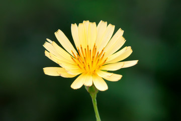 ixeris chinensis flowers
