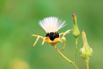 ixeris chinensis seeds