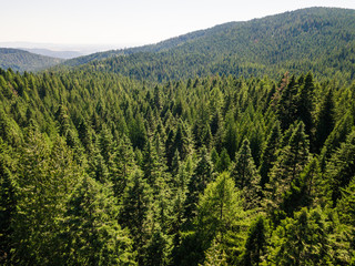 Pine forest aerial image