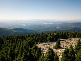 Pine forest aerial image
