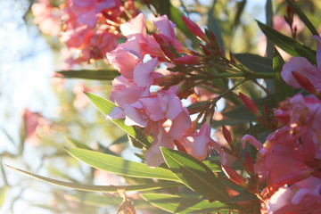 Pink oleander