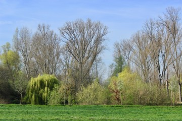 old oak tree in the field
