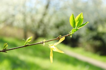 branch of a tree in spring