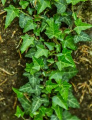 Plants growing on the ground in a forest