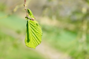 birch leaves in spring