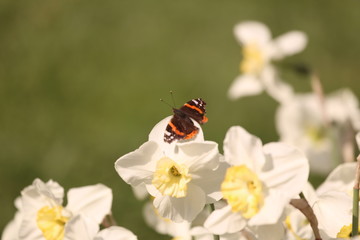 ladybug on a flower