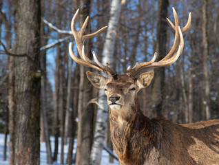 Red deer with large antlers standing in the winter snow in Canada