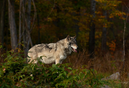 A lone Timber wolf or Grey Wolf (Canis lupus) standing on a rocky cliff on an autumn rainy day in Canada