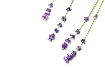 Lavender flowers on white background
