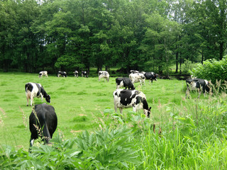 北海道の放牧中の牛