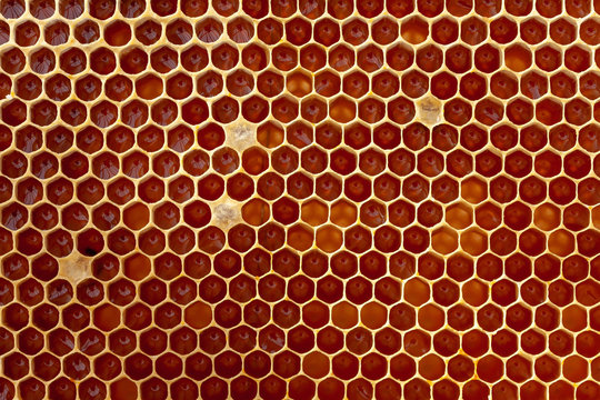 Apiculture - r&eacute;colte du miel