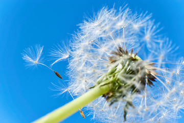 Close-up of a dandelion or taraxacum  flower head with florets and seed heads flying in the wind against a saturated blue sky 