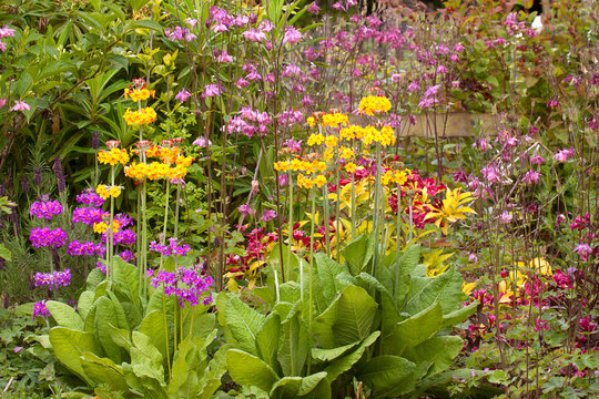 Herbaceous flower bed in late spring or early summer, filled with primulas, aquilegias and weigela