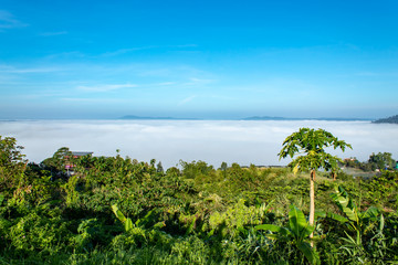 Fototapeta na wymiar Fog and sun Morning Behind the tree papaya.