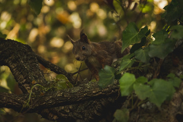 écureuil dans les arbres 1