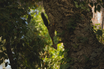 écureuil dans les arbres