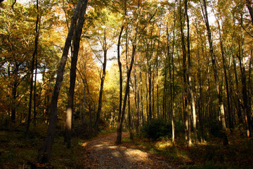 Obraz premium jesień w lesie