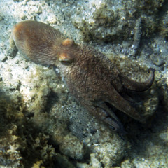 Naklejka na ściany i meble Caribbean Octopus