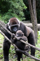 Mom and Baby Gorilla