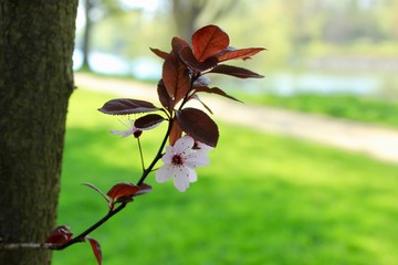pink flowers of a tree