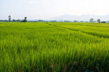 Obraz na płótnie Canvas Rice Field on October in thailand with Mountain background.