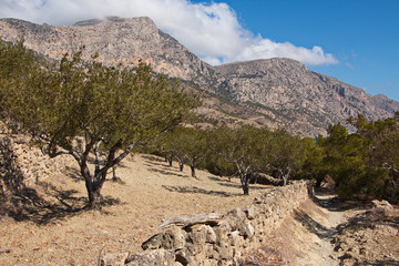 Fototapeta na wymiar Olive trees at the trail from Diafani to Awlona on Karpathos in Greece