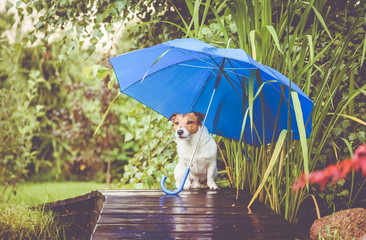 Cute dog hidings from rain under blue umbrella on wet wooden bridge