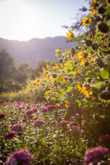 Sunflower Sunset