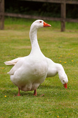 Pair of Domestic  White Geese on lawn