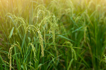 Rice seed in the field, Ready for harvest