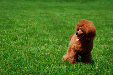 Fototapeta premium Dog breed small miniature Poodle